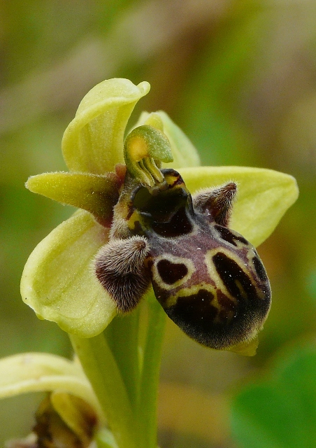 Le orchidee degli Dei: 8 giorni nel Peloponneso, marzo 2014.